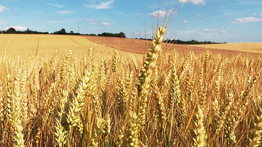 rice grains field thumbnail