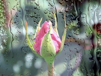macro photography of pink rose flower bud thumbnail