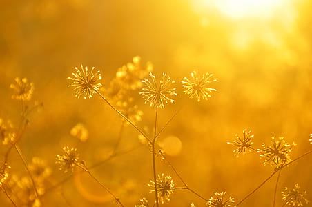 shallow photography of white flowers plants thumbnail