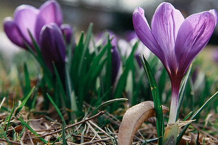 First spring flowers thumbnail