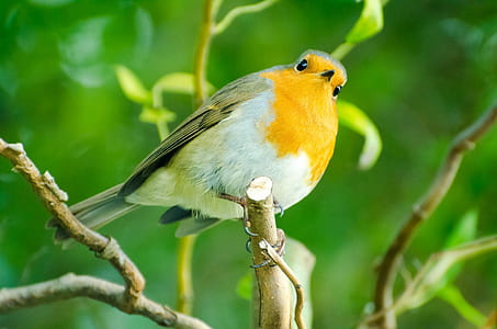 selective focus photo of white and yellow bird on tree branch thumbnail