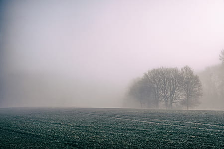plains and trees covered with fogs thumbnail