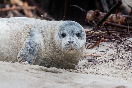 black seal on ground thumbnail