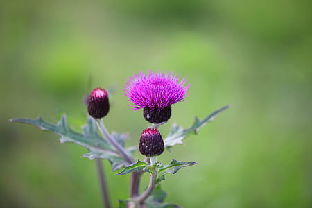 selective focus photography of purple thistle flowers thumbnail