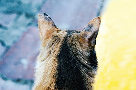 cat, animal, pet, kitten, fur thumbnail