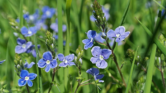 shallow focus photography of blue flowers thumbnail