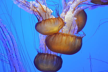 underwater white jellyfish thumbnail
