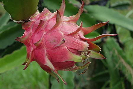 dragon fruit thumbnail