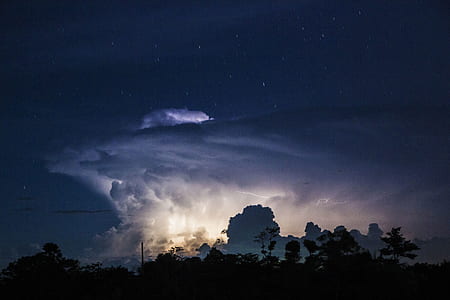 silhouette of trees at nighttime thumbnail