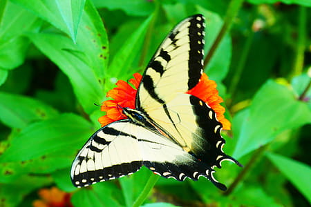 Picture of black and yellow swallowtail butterfly resting on a zinnia flower. thumbnail