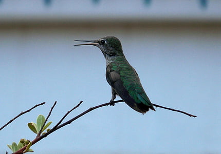 hummingbird on branch thumbnail