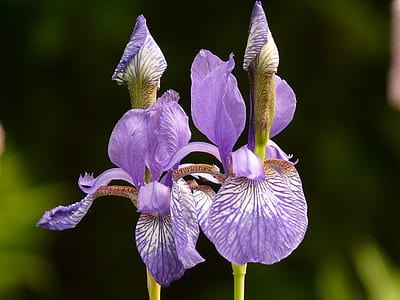 selective focus photography of purple iris flowers thumbnail