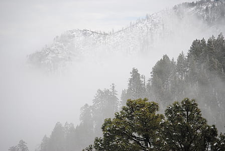 trees coated snow thumbnail