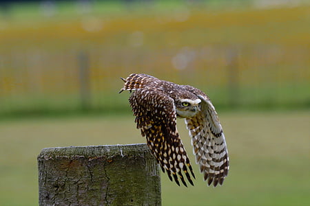 flying brown barn owl thumbnail