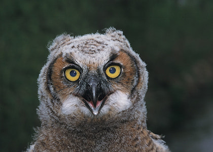 focus photo of brown and beige owl thumbnail