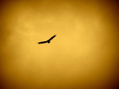 Hawk against the orange sky  thumbnail
