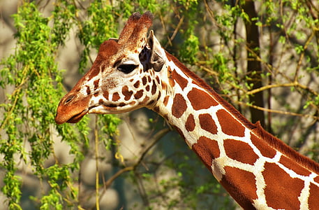 closeup photo of giraffe head beside tree thumbnail