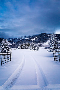snow covered trees near mountain under blue sky thumbnail
