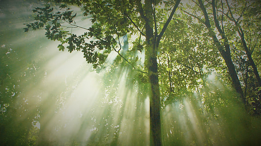 green leaf tree thumbnail