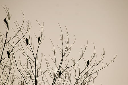 birds perched on bare tree thumbnail