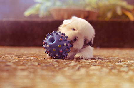 playing, sugar, blur, ball thumbnail