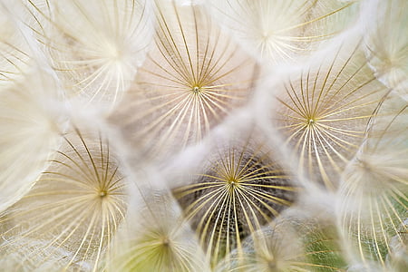 macro photography of white flower thumbnail