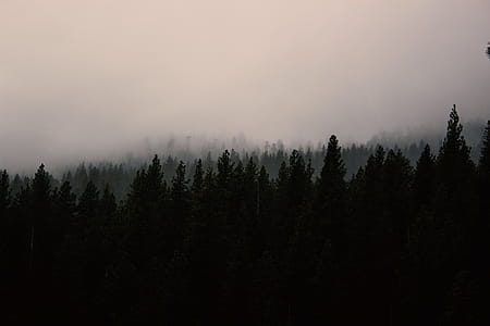 Photo of Silhouette of Trees thumbnail