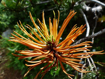 orange petaled flowers thumbnail