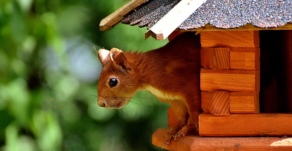 shallow focus photography of squirrel thumbnail