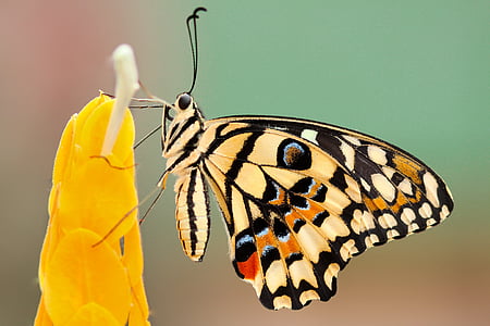 macro photo of beige and multicolored butterfly perched on flower thumbnail