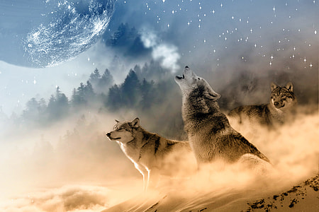 three wolves on snow howling in night during full moon thumbnail