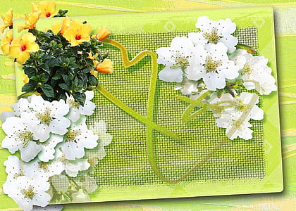 closeup photo of white and yellow petaled flowers thumbnail