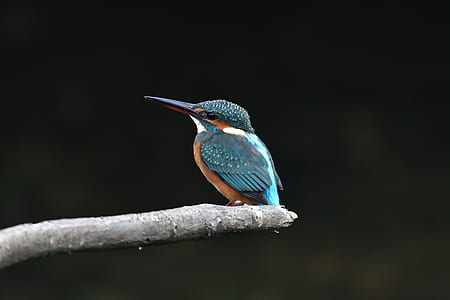 blue and brown kingfisher bird on tree branch thumbnail