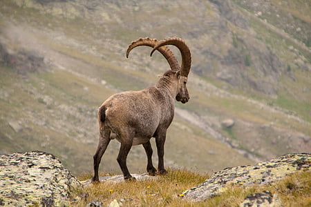 brown goat on gray rock thumbnail