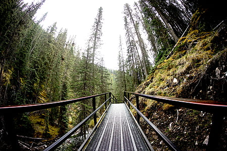 black wooden bridge in the forest thumbnail