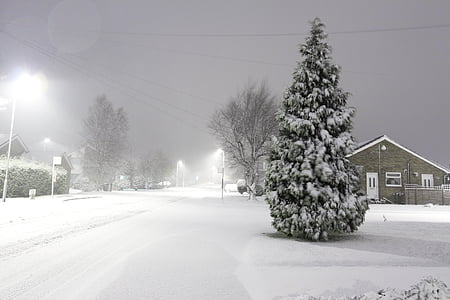 pine tree covered with snow thumbnail