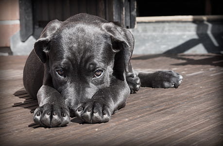 black and white American pit bull terrier lying on brown wooden panel during daytime thumbnail