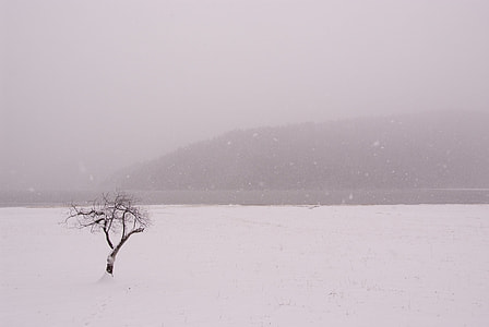 Snow, Tree thumbnail