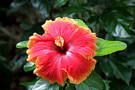 close-up photo of red and yellow hibiscus flower thumbnail