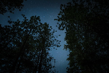 silhouette of trees during night time thumbnail
