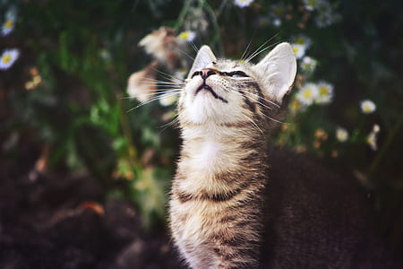 silver tabby cat looking up thumbnail