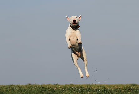 adult white bull terrier jumping on grass field at day time thumbnail