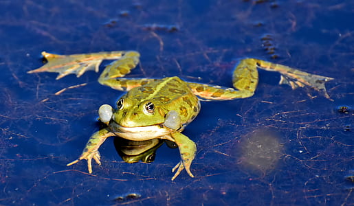 green frog thumbnail
