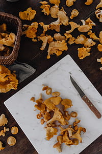 Picking mushrooms chantarelle in the woods thumbnail