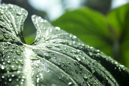 shallow focus photo of green leaf thumbnail