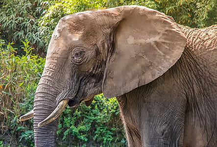 gray elephant near green bushes thumbnail