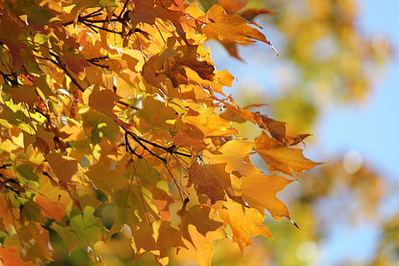 brown leaves selective focus photo thumbnail