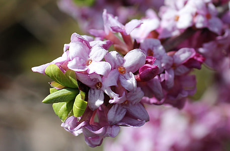 Daphne, Flowering Twig thumbnail