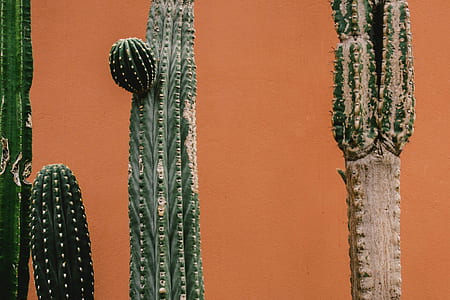 green cacti thumbnail