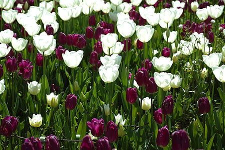 bed of white and red tulips thumbnail